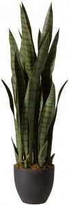 Customized Sansevieria Plant with Black Planter, Green