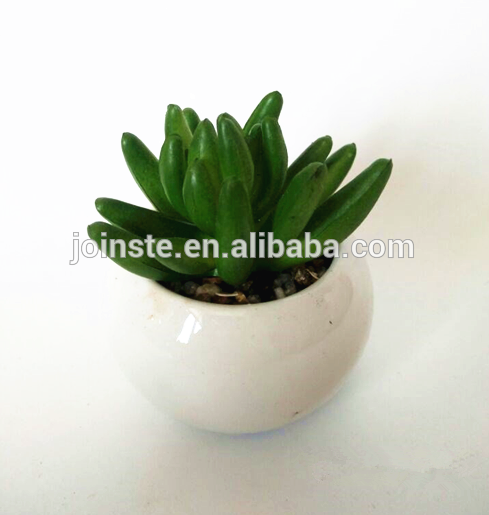 White ceramic potted succulent for sale
