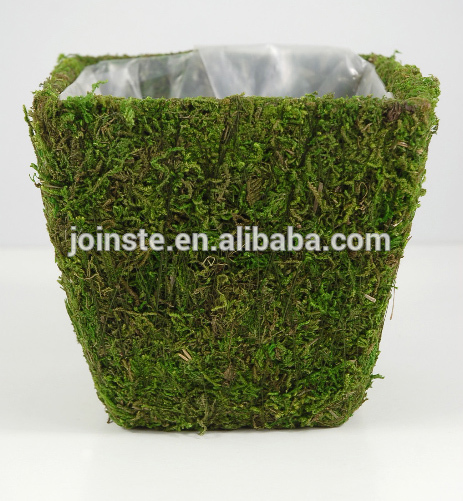 natural peat moss planter