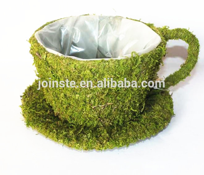 Moss coffee cup flower pots