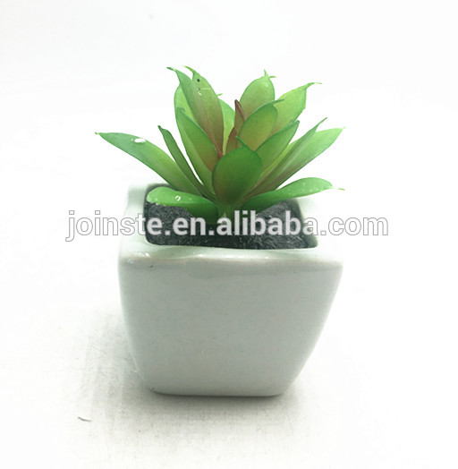 Mini square potted succulent for dollar shops
