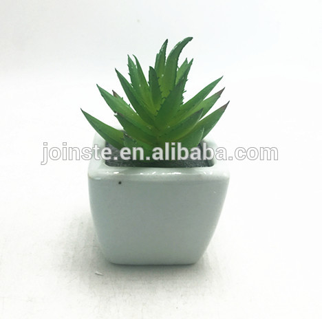 Small premiums square white ceramic pot with succulent