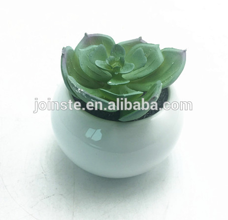 Small white ceramic potted succulent