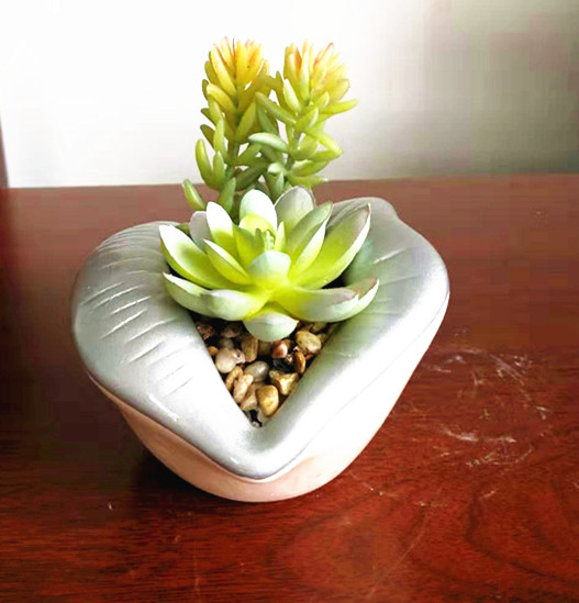 Lip design   succulent assorted flower pot