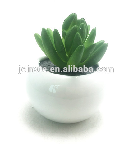 Cute elegant small white round ceramic potted succulent